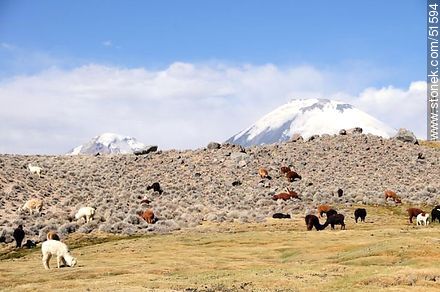 Llamas pastando en las cercanías del pueblo Parinacota - Chile - Otros AMÉRICA del SUR. Foto No. 51594