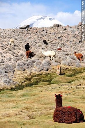 Llamas grazing on the outskirts of the village Parinacota - Chile - Others in SOUTH AMERICA. Photo #51593
