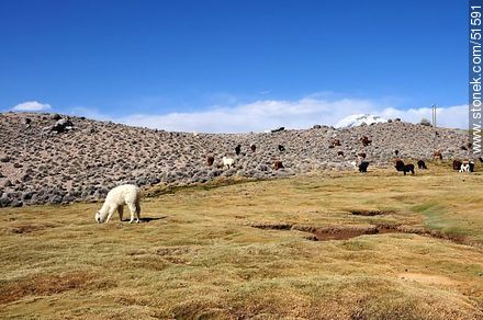 Llamas grazing on the outskirts of the village Parinacota - Chile - Others in SOUTH AMERICA. Photo #51591