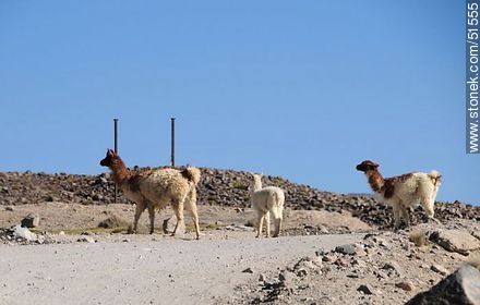 Herd of llamas in Parinacota Village - Chile - Others in SOUTH AMERICA. Photo #51555