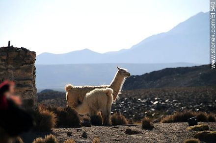 Llama with its calf - Chile - Others in SOUTH AMERICA. Photo #51540
