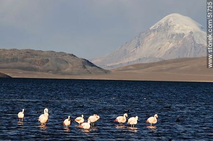 Sajama volcano. Flock of flamingos on Lake Chungará - Chile - Others in SOUTH AMERICA. Photo #51735