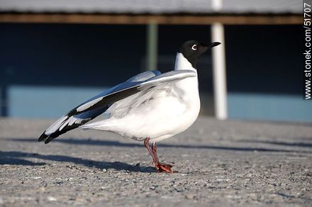 Andean gull.  - Chile - Others in SOUTH AMERICA. Photo #51707