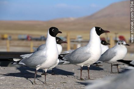 Andean gulls.  - Chile - Others in SOUTH AMERICA. Photo #51704