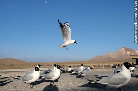 Andean gulls.  - Chile - Others in SOUTH AMERICA. Photo #51699