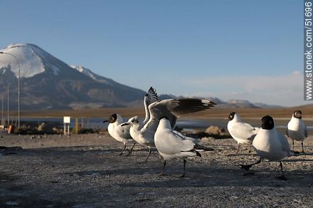 Andean gulls.  - Chile - Others in SOUTH AMERICA. Photo #51696