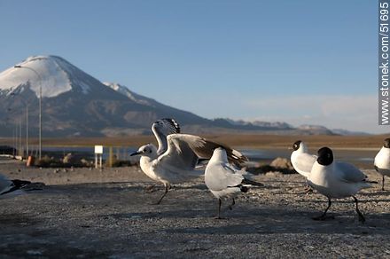 Andean gulls. Parinacota volcano. Chilean border control. - Chile - Others in SOUTH AMERICA. Photo #51695