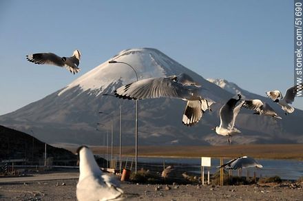 Andean gulls. Parinacota volcano. Chilean border control. - Chile - Others in SOUTH AMERICA. Photo #51690