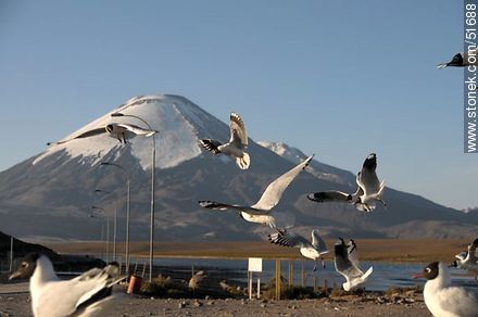 Andean gulls. Parinacota volcano. Chilean border control. - Chile - Others in SOUTH AMERICA. Photo #51688
