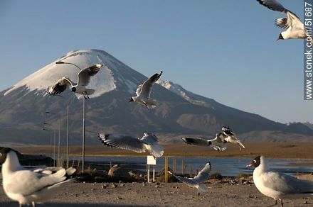 Andean gulls. Parinacota volcano. Chilean border control. - Chile - Others in SOUTH AMERICA. Photo #51687