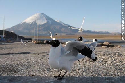 Andean gulls. Parinacota volcano. Chilean border control. - Chile - Others in SOUTH AMERICA. Photo #51685