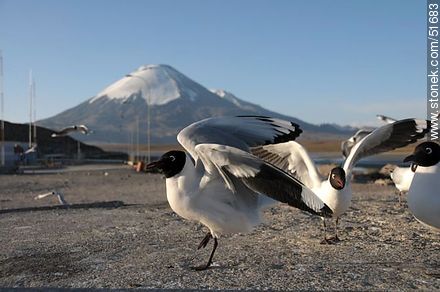 Andean gulls. Parinacota volcano. Chilean border control. - Chile - Others in SOUTH AMERICA. Photo #51683