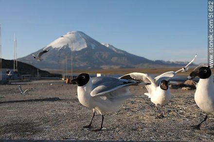 Andean gulls. Parinacota volcano. Chilean border control. - Chile - Others in SOUTH AMERICA. Photo #51682