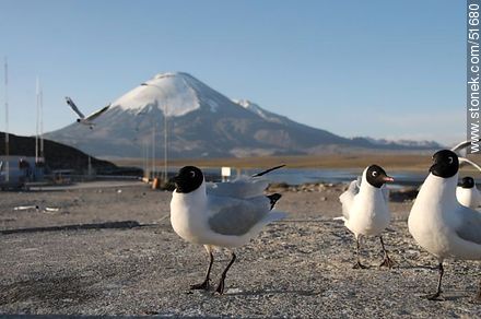 Andean gulls. Parinacota volcano. Chilean border control. - Chile - Others in SOUTH AMERICA. Photo #51680