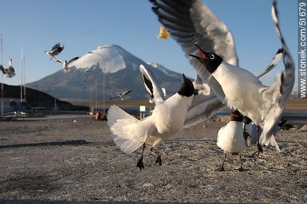 Andean gulls. Parinacota volcano. Chilean border control. - Chile - Others in SOUTH AMERICA. Photo #51679