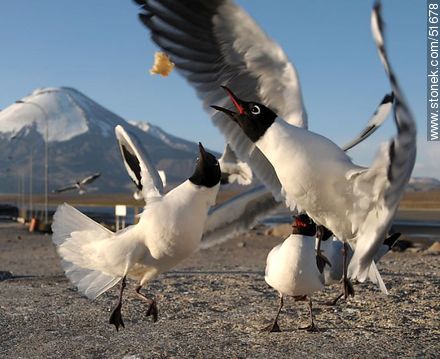Andean gulls.  - Fauna - MORE IMAGES. Photo #51678