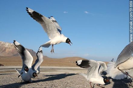 Andean gulls.  Chilean border control. - Chile - Others in SOUTH AMERICA. Photo #51669