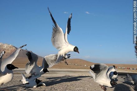 Andean gulls.  Chilean border control. - Chile - Others in SOUTH AMERICA. Photo #51668
