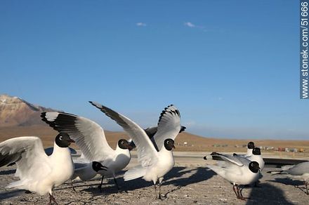 Andean gulls.  Chilean border control. - Chile - Others in SOUTH AMERICA. Photo #51666