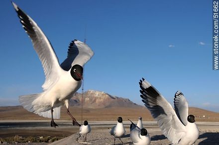 Andean gulls.  Chilean border control. - Chile - Others in SOUTH AMERICA. Photo #51662