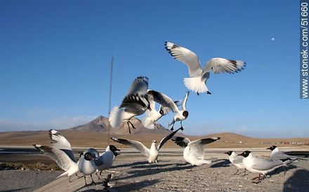 Andean gulls.  Chilean border control. - Chile - Others in SOUTH AMERICA. Photo #51660