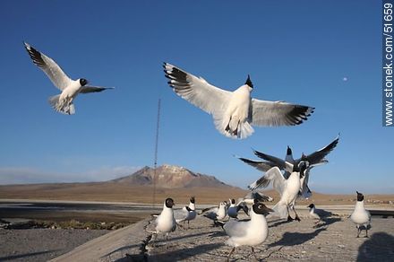 Andean gulls.  Chilean border control. - Chile - Others in SOUTH AMERICA. Photo #51659