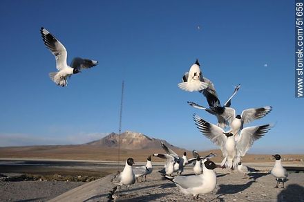 Andean gulls.  Chilean border control. - Chile - Others in SOUTH AMERICA. Photo #51658