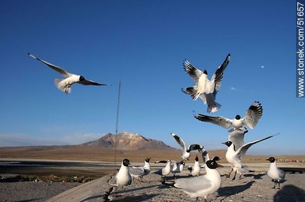 Andean gulls.  Chilean border control. - Chile - Others in SOUTH AMERICA. Photo #51657