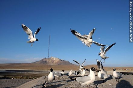 Andean gulls.  Chilean border control. - Chile - Others in SOUTH AMERICA. Photo #51656