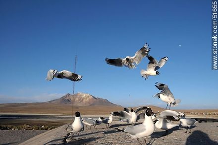 Andean gulls.  Chilean border control. - Chile - Others in SOUTH AMERICA. Photo #51655