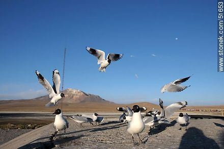Andean gulls.  Chilean border control. - Chile - Others in SOUTH AMERICA. Photo #51653