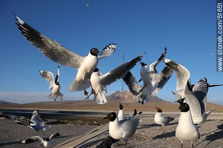 Andean gulls.  Chilean border control. - Chile - Others in SOUTH AMERICA. Photo #51651