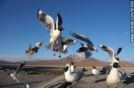 Andean gulls.  Chilean border control. - Chile - Others in SOUTH AMERICA. Photo #51650