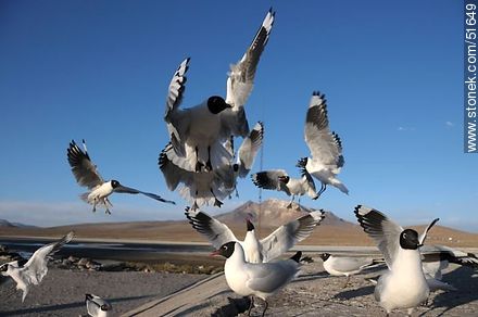 Andean gulls.  Chilean border control. - Chile - Others in SOUTH AMERICA. Photo #51649