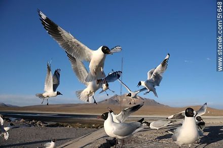 Andean gulls.  Chilean border control. - Chile - Others in SOUTH AMERICA. Photo #51648