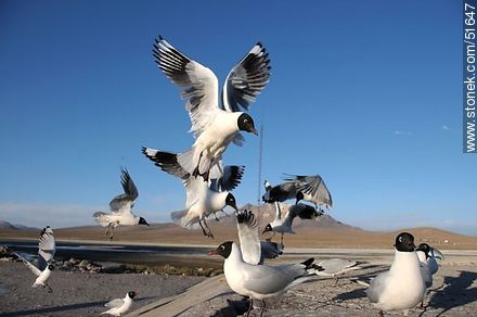 Andean gulls.  Chilean border control. - Chile - Others in SOUTH AMERICA. Photo #51647