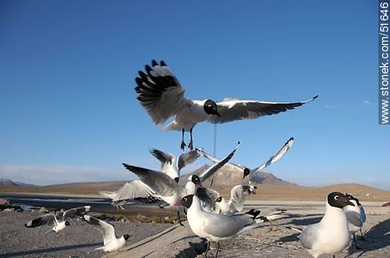 Andean gulls.  Chilean border control. - Chile - Others in SOUTH AMERICA. Photo #51646
