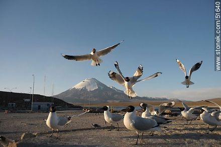 Andean gulls. Parinacota volcano. Chilean border control. - Chile - Others in SOUTH AMERICA. Photo #51640
