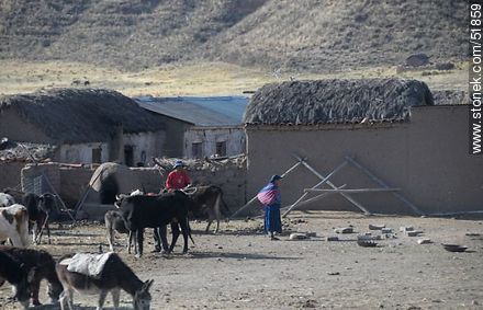 Poblado altiplánico. Ganado vacuno y burros. Altitud sobre el nivel del mar: 3904m - Bolivia - Otros AMÉRICA del SUR. Foto No. 51859