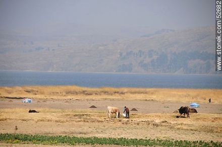 Cattle - Bolivia - Others in SOUTH AMERICA. Photo #52682