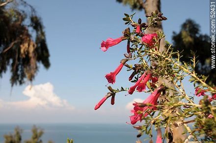 Cantuta, flor nacional boliviana y peruana - Bolivia - Otros AMÉRICA del SUR. Foto No. 52431