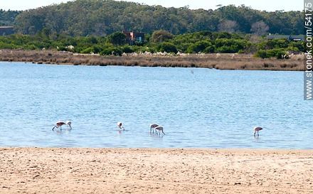 Flamencos en la laguna de José Ignacio - Punta del Este y balnearios cercanos - URUGUAY. Foto No. 54175