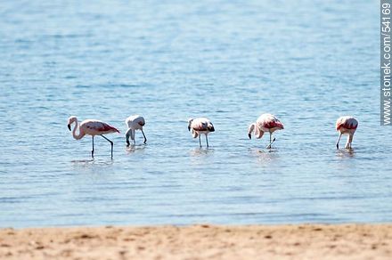 Flamencos en la laguna de José Ignacio - Punta del Este y balnearios cercanos - URUGUAY. Foto No. 54169