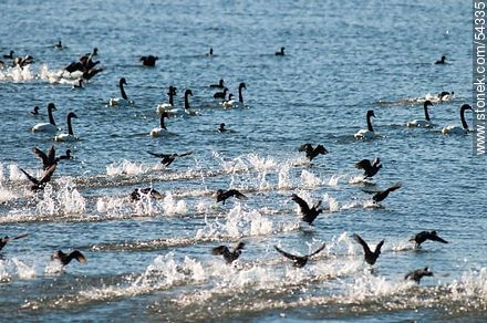 Gallaretas en la laguna Garzón volando al ras del agua. Black-necked swans. - Department of Rocha - URUGUAY. Photo #54335