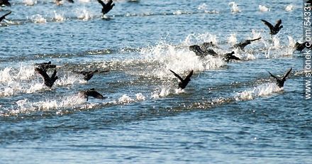 Gallaretas en la laguna Garzón volando al ras del agua. Black-necked swans. - Department of Rocha - URUGUAY. Photo #54331