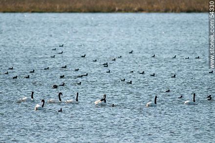 Cisnes de cuello negro y gallaretas en la laguna Garzón - Departamento de Rocha - URUGUAY. Foto No. 54330