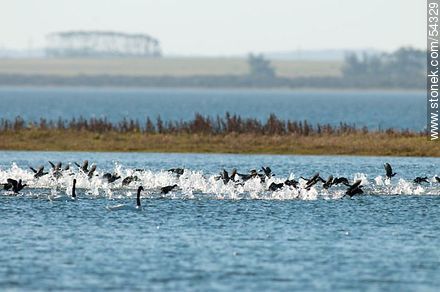 Gallaretas en la laguna Garzón volando al ras del agua - Departamento de Rocha - URUGUAY. Foto No. 54329