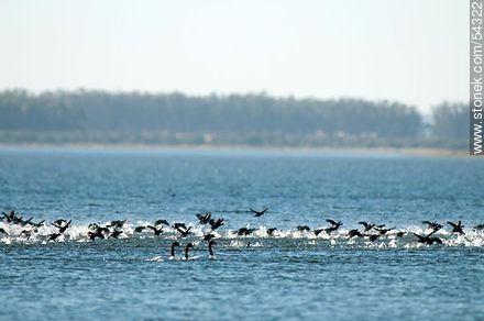 Gallaretas en la laguna Garzón volando al ras del agua - Departamento de Rocha - URUGUAY. Foto No. 54322