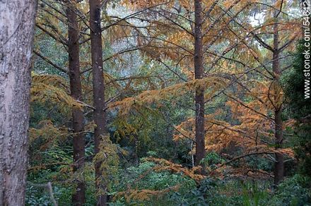 Autumn in the arboretum - Punta del Este and its near resorts - URUGUAY. Photo #54642