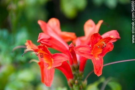 Arboretum Lussich red flowers - Punta del Este and its near resorts - URUGUAY. Photo #54650